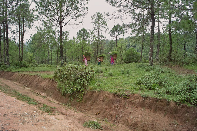 足が速くて、あっという間に見えなくなりました。<br />残念！