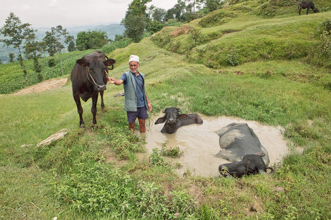 このおじさん、水牛を洗っていました。<br />眺めのいいところで、水牛も”いい湯だな！”