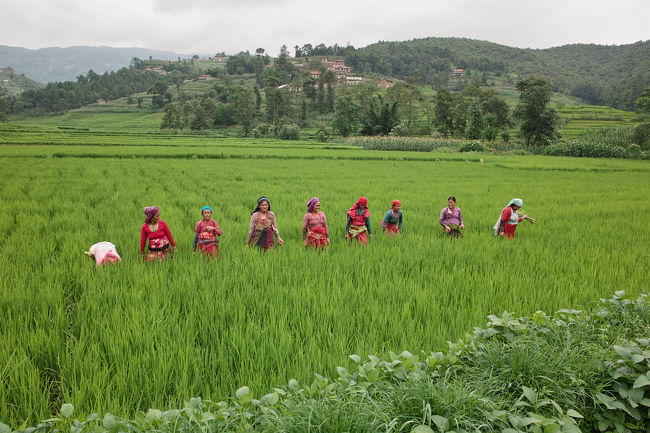 服装がカラフルだ。