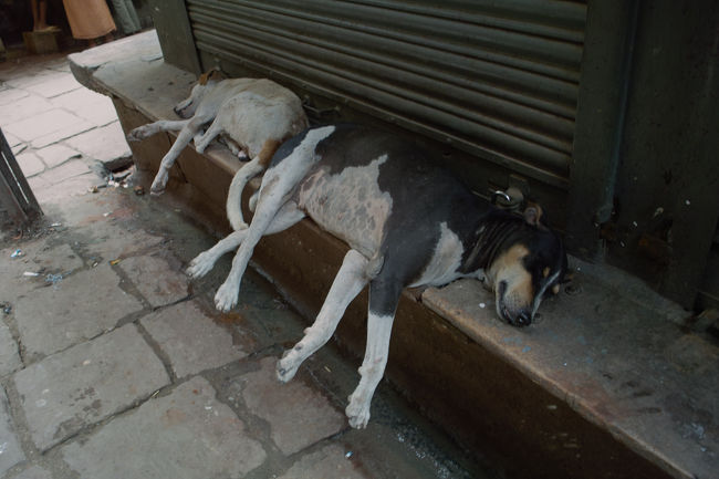 路地の至るところで、犬が昼ねを楽しんでいる。<br />その寝姿が見ていて楽しい。