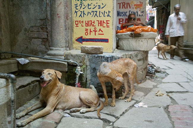 すぐ脇を通ってもビクともしないので、くれぐれも注意して足を踏まないように、、、。<br />もっともウンチだらけなので、下を向いて歩かざるを得ないのだが、、、。