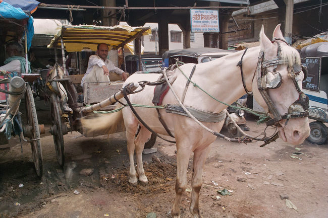 インドでは、白馬をよく見る。結婚式の時に、新郎が白馬に乗ってパレードする。かっこいいぞ！