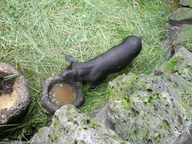 黒豚。<br />昔は人間の汚物を食べていたらしい。。。<br />そして<br />豚は…○○に食べられる。