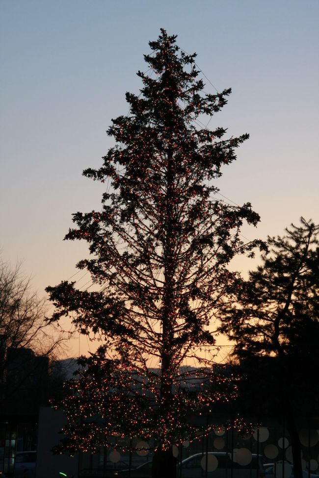 振り返ると大通公園方向に巨大な木がイルミネーションをつけてました。<br /><br /><br /><br /><br />さて、そろそろ晩御飯にいくぞ〜。<br /><br /><br /><br /><br /><br />やっぱり定番といえば。。。