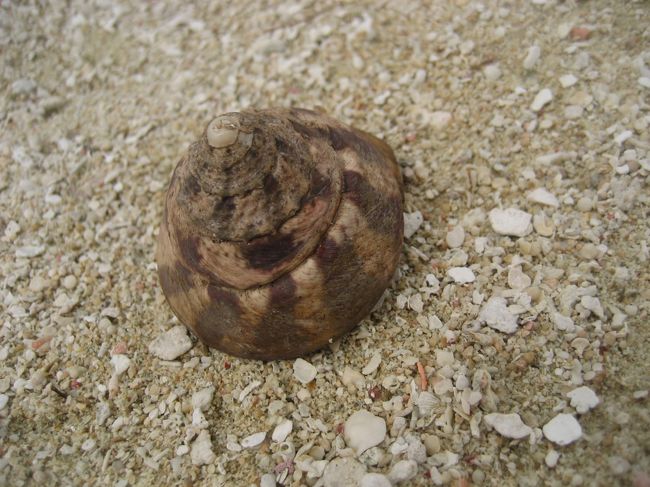 大きな貝殻だな〜　なんて思っていたら・・・