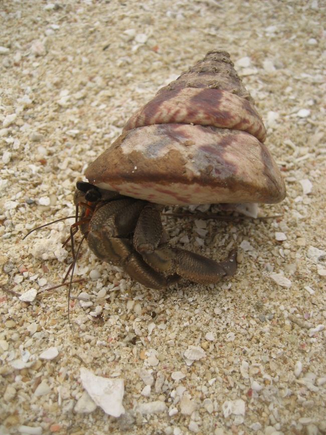 ヤドカリでした！！