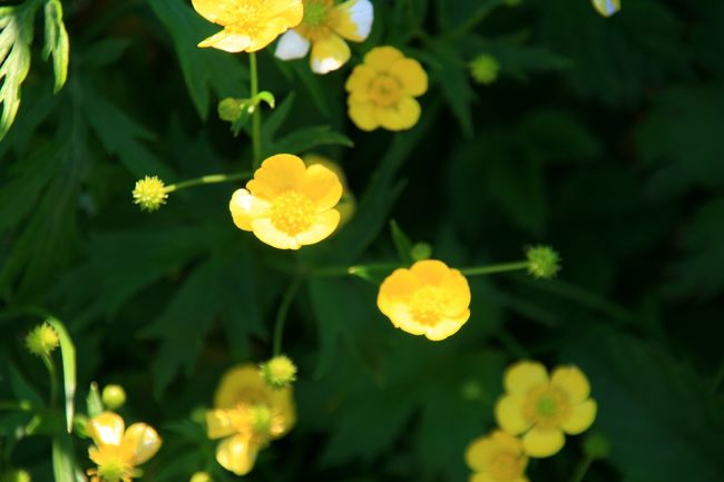 レブンキンバイソウ