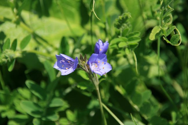 レブンハナシノブ