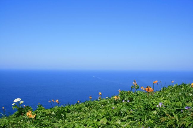 とてもお気に入りの写真です。高山植物と海が同時に撮れるなんて礼文島ならでは！？