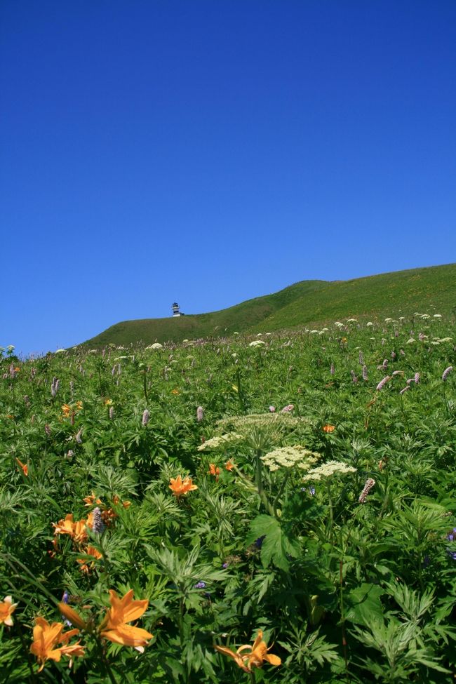 あまり知られていないらしい、ベンサシの花園です。すれ違ったおば様から母が情報を仕入れてたどり着くことができました。灯台が見えてきたら知床へ下る途中で右側に何とか人が入れる小道があります。胸元まである草木を掻き分けずんずん行くとお花畑が現れます。