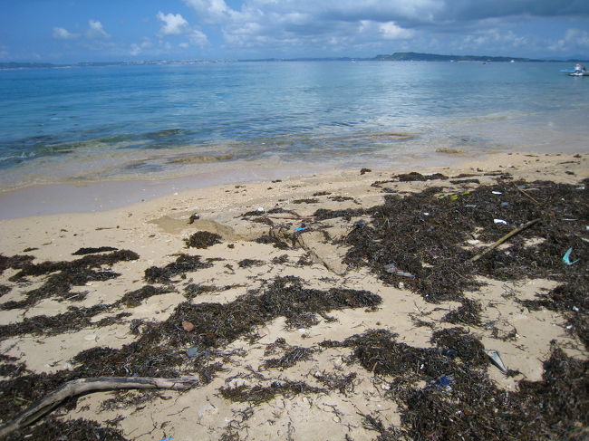 台風のあと故、<br />浜には昆布がいっぱい！<br /><br />でも島の人いわく、<br />「台風のおかげで、海がきれいになる」そうで。<br />自然はすごいな。<br />
