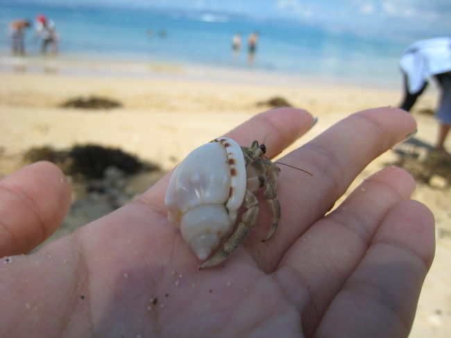 きれいな貝を拾おうと手に取ると、<br />だいたい先客（ヤドカリ）がいました。<br /><br />にゅっと出てきてビックリします。