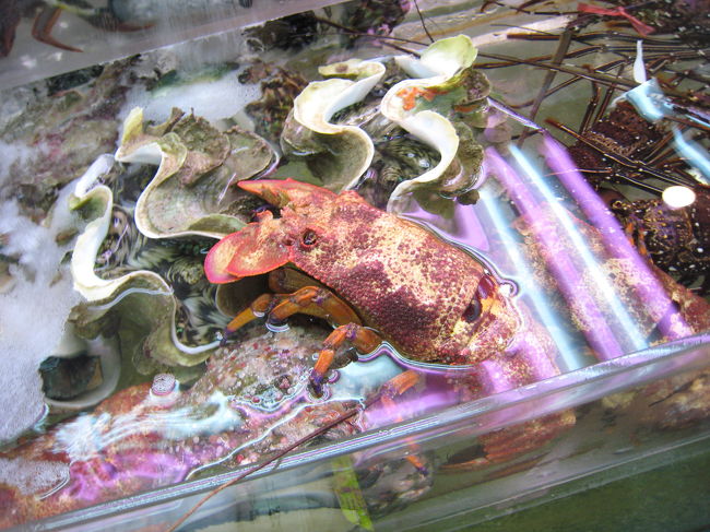 セミエビ。<br /><br />セミみたい？<br />