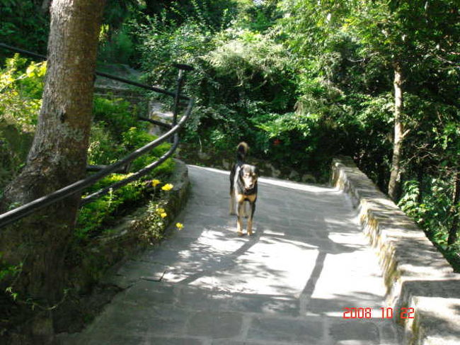 ホテルの犬。<br />最初ちょっと怖かったけど、けっこう人懐こかった。