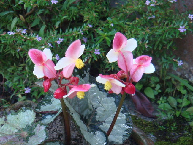 ちょっとした森のようなホテルらしく植物も沢山！