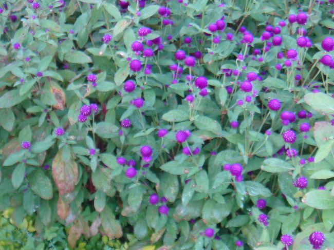 私、花にあまり詳しくないのでよく知りませんが、毛糸みたいにフワフワしてて気持ち良かったです、コレ。