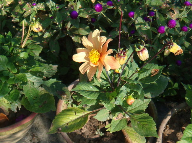 黄色い花もあり、色とりどりな植物園状態。