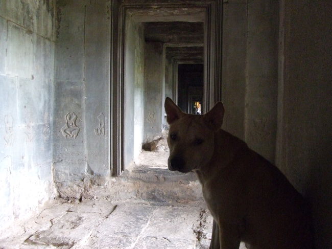 ワンちゃんがいました。<br />この後、サルもいましたが。<br />カンボジアのワンちゃんはみんな痩せてて、元気が無いように見えました。<br />（うつむいて歩いてるカンジ。。）