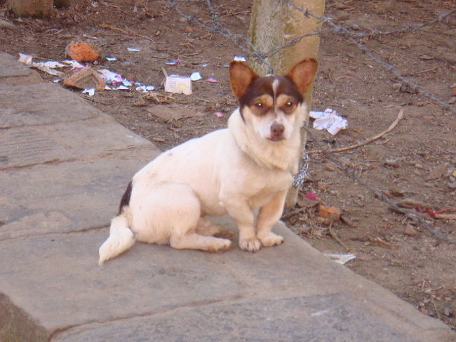 足の短い犬（笑）