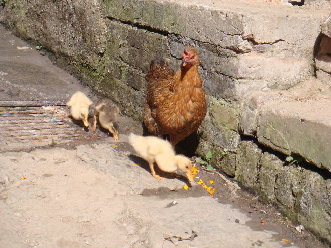 チキンの親子。<br />ほのぼの。