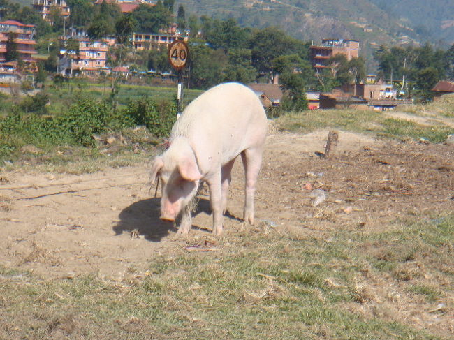バスパーク近くの空き地には、<br />豚。
