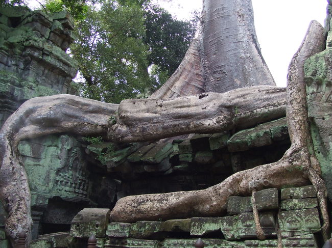 たくさんの木々に遺跡が侵食されているカンジは圧巻でした。