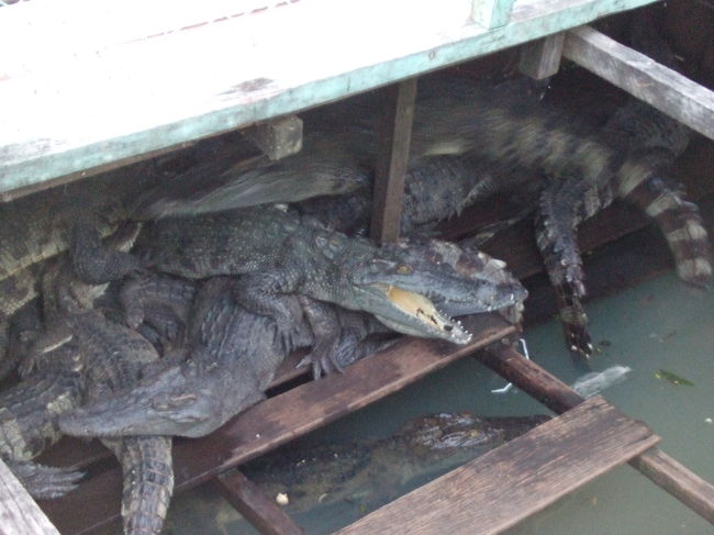 日も沈んでしまったので、そろそろ引き上げです。<br />その前に、水上レストランへ。<br />レストランには巨大なヘビを持って歩いている人や、ワニの生簀などがありました。<br />ワニ、大量です！