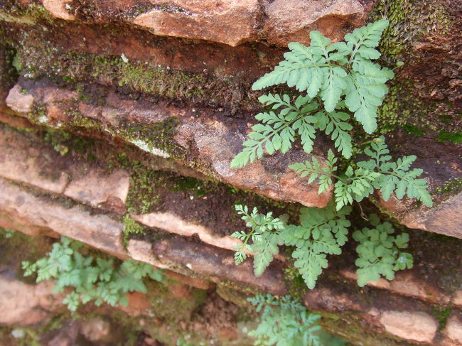 なんだかかわいいシダみたいな植物。