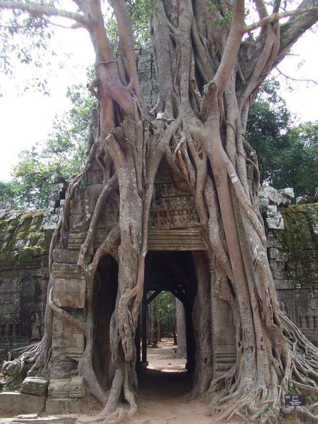 門がキレイに木で覆われてました。