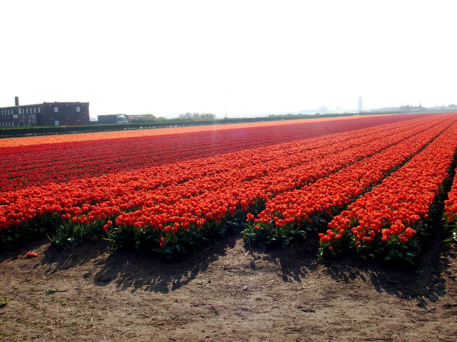 キューケンホフ公園に着く前に大満足…(*´∇｀*)