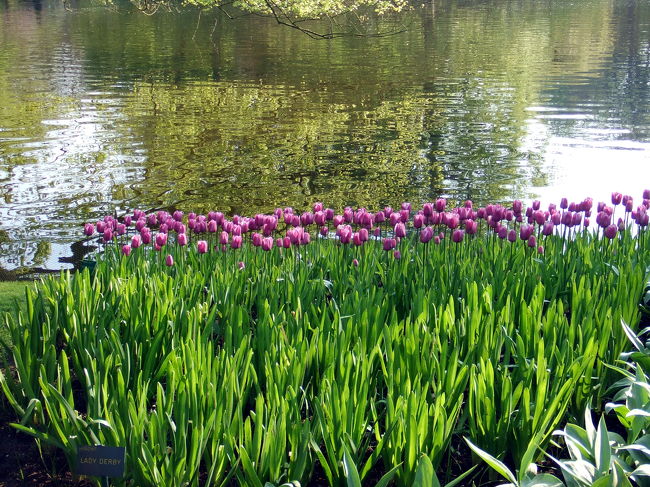 いよいよキューケンホフ公園に入場♪<br />入ってすぐ、キレイに並んだ紫色のチューリップ達。