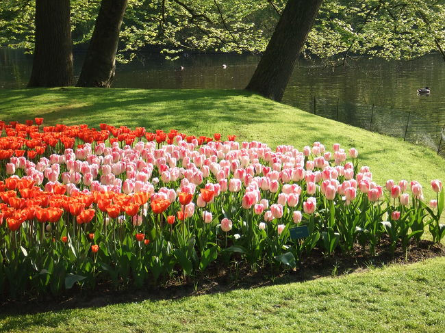 キューケンホフ公園の広さは32ヘクタール。<br />東京ドームでいうと8個分くらい？！<br />敷地内にはチューリップの他に水仙やヒヤシンスなどの球根花が咲いています。