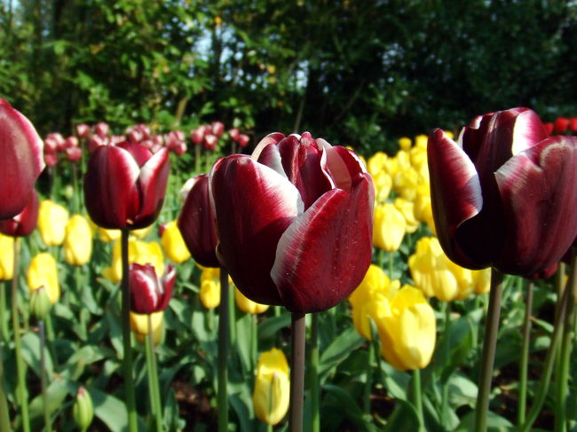 フォンテンブローをアップで☆<br />なんとも言えない深い色がキレイでした〜。