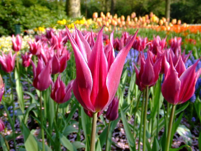 MAYTIME<br />メイタイム。<br /><br />ユリ咲きの紫色のチューリップ。