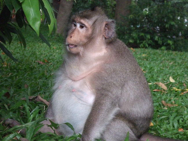 サルです。<br />お腹がまん丸です！<br />妊婦なのかな？？？