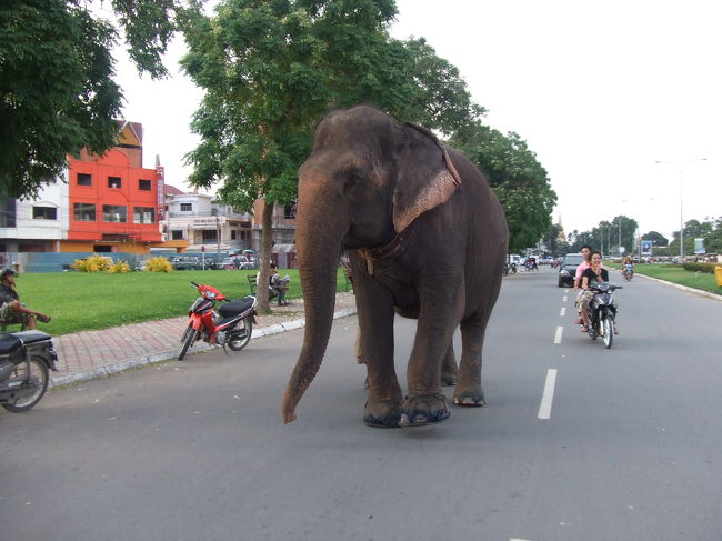そろそろ宿へ戻ろうかというところ、道の真ん中をゾウが歩いていました！！<br />普通に市街地の道にも歩いてるんですね〜。。。<br />（゜Ｏ゜；）