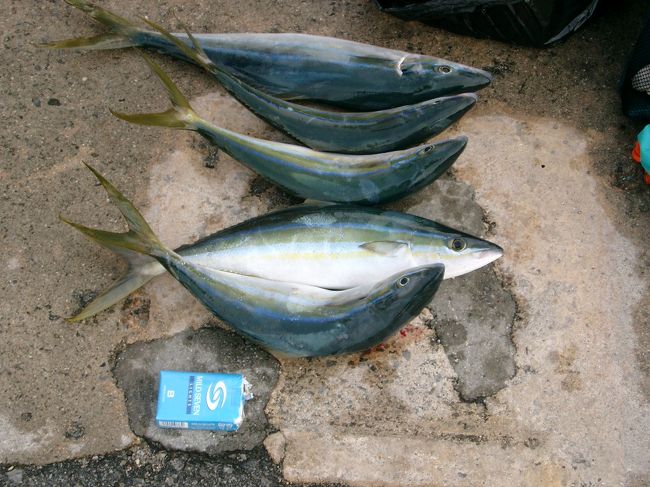釣りの成果。大漁です