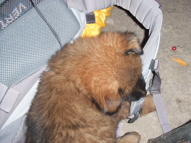 バイクで降ろされたトコロは街中の道端。既に２人組の旅人がいました。『ラオス行き？』と聞かれたので、そうですと答えると２人は安心してるようでした。他に誰もいなかったから、ちょっと心配してたんでしょうね。そのうち、同じようにぱらぱらとバイクに乗って数人やってきました。しばらく待っていると、今度はタクシーにギュウギュウに押し込まれました(笑)20分くらい走ったころかな、食堂に下ろされました。私と、最初にラオス行き？って質問した２人組だけその食堂で待つように言われ、係員は他の人達を連れて行ってしまいました。私達は、今度はどのくらい待つんだろうね〜といいながら自己紹介したりして、待っていました。２人とも名前はマイクと言うそうで、１人は背が高くて陽気なイギリス人、もう１人は坊主で刺青の物静かなアメリカ人。２人とも良さそうなカンジです。<br />このワンちゃんは、その食堂で飼っていた犬ですけど、どうも紐に反応するらしく、私のリュックのヒモとか２人組のリュックのヒモとか、かなりガジガジやってました（＾＾；）