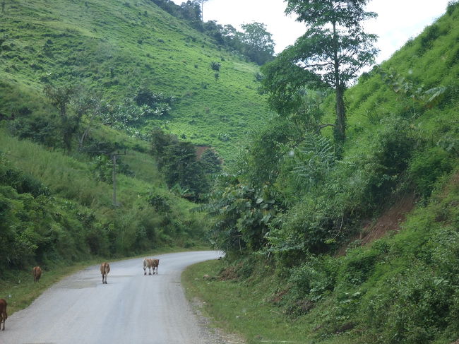 どんどんどんどん山の中へ入っていきます。<br />牛が道にいますわ〜。<br />たぶん、バンビエンで乗客が数人乗ってきました。私の隣の席にも。あ〜あ。