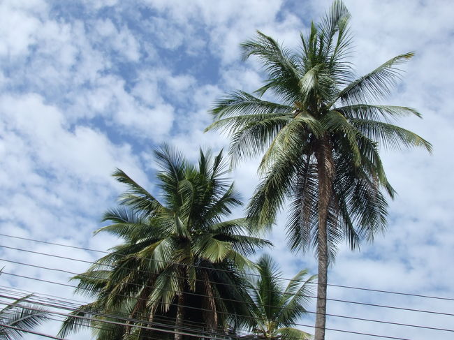 今度は、ガイドブックに載ってた赤十字病院のサウナに行ってみようと思って歩き出しました。<br />東南アジアでは、町中至る所にココナツの木と、バナナの木を見かけますね。（安いはずだわ〜！）<br />赤十字病院に無事到着しましたが、サウナは16時からだそうで。。。その時まだ14時過ぎだったからあきらめました（＾＾；）残念。
