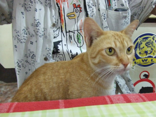 なんだか首が痛い。乗り物に乗りすぎかな？スノボで大転倒した時みたいなカンジ。<br />宿にチェックインして、まだ明るいうちに散策しようと外にでた。スグ近くにあったＡＴＭでちょっとだけお金をおろして外に出ると、久々に『日本人ですか？』と声をかけられた。よく見るとさっき宿ですれ違った男の子だった。彼はキクカワ君、世界一周しているそうです（うらやましい！）。スローボートで来たけどやっぱりイミグレで追い返されちゃったそうで、同じ宿に泊まるとのこと。お互い特に予定も無かったので一緒にご飯を食べることになりました。どこで食べようかとうろうろしていると、また日本語で話しかけられました。なんかウレシイ♪２人目はタカハシさん。中国に留学中だけど、ちょっと気分転換に旅にでてみたらしい。結局、タイに渡れなかった日本人3人で一緒にご飯食べました（＾ｍ＾）<br />このネコちゃんは料理が来るまでずっとタカハシさんのひざの上に座ってました(笑)