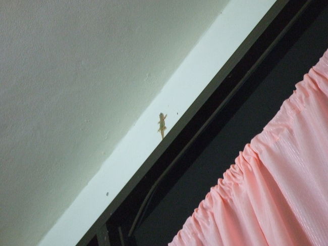 また明日ね〜！と2人と別れて部屋に戻ると、すぐにシャワーを浴びて少しだけ洗濯しました。<br />ふと上を見ると、ヤモリ君がいます。特に動く気配もないので気にしない気にしない♪
