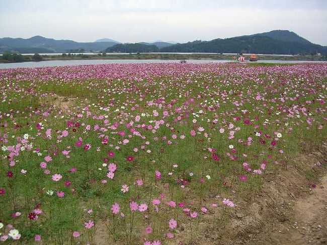 コスモス<br /><br /><br />ちょっと横を見ると・・・百済文化会場のすぐ横は河原になっていて、たくさんのコスモスが咲いていました。<br /><br /><br />■Photolibrary<br />http://www.photolibrary.jp/img66/69_198557.html