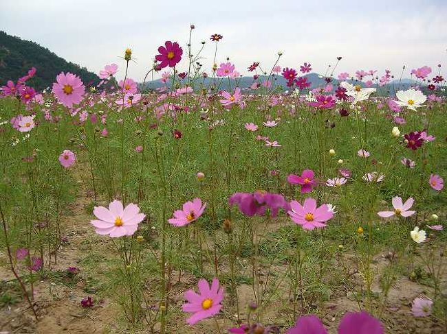 コスモスのシーズン<br /><br /><br />ここ、扶余（プヨ／buyeo）は日本よりもちょっと寒いくらいの気候でしょうか？<br />ちょうどコスモスの時期だったのでたくさん咲いていてラッキーでした。<br /><br /><br />■Photolibrary<br />http://www.photolibrary.jp/img66/69_198559.html