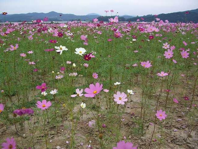 コスモス畑<br /><br /><br />コスモス畑と言うより、自然に咲いているかのようですが、結構広い面積に秋桜が咲き誇っています。