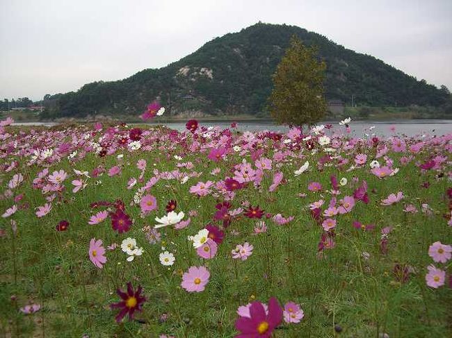 白馬江（ペンマガン）<br /><br /><br />百済文化祭会場の横には白馬江（ペンマガン／Bekma-gang）という川が流れています。<br />この対岸は小高い丘のようになっていました。<br />ココが落花岩と言うところなんでしょうか？<br />ところで・・・ココはどこなんだろう？