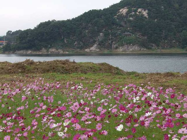 錦江（クムガン）の別名<br /><br /><br />ちょっと高い目線から見ると白馬江（ペンマガン／Bekma-gang）まで見えますね。<br />実はこの白馬江は先ほど訪れた公州（コンジュ／Gongju）を流れている錦江（クムガン／Geum-gang）の別名らしいです。