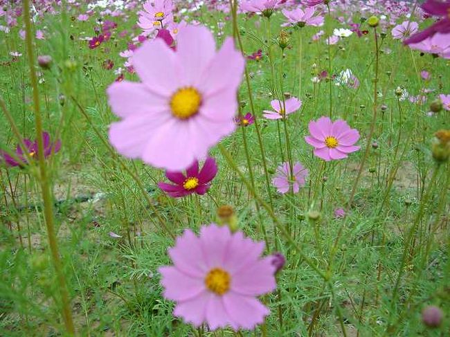 ピンクのコスモス<br /><br /><br />こちらは綺麗なピンクのコスモスです。<br />花は詳しくありませんが、日本の物と同じようです。