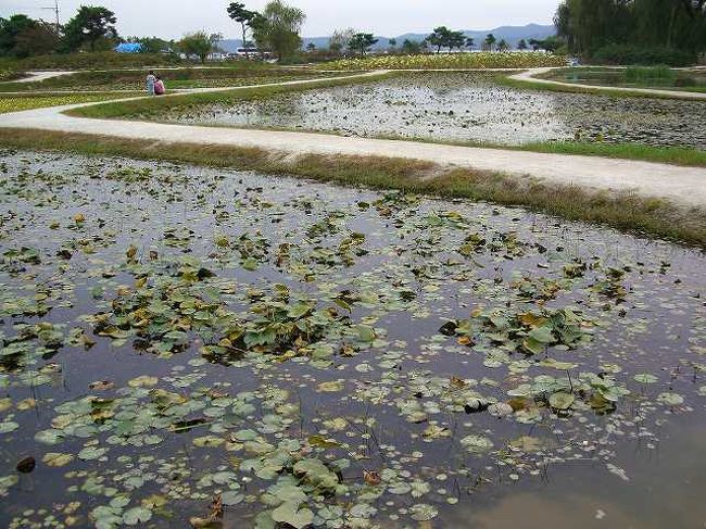 あぜ道を歩いて<br /><br /><br />あぜ道のような遊歩道を歩いて池に向かいます。<br />あぜ道の両サイドも池のような感じになっていました。<br />この辺りはちょっと小さな湿地帯のような感じを受けました。<br /><br /><br />■Photolibrary<br />http://www.photolibrary.jp/img69/69_199739.html