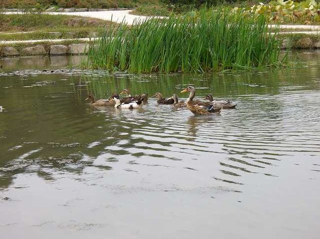 カモ<br /><br /><br />宮南池（クンナムジ）に向かう途中のあぜ道？から見たカモです。